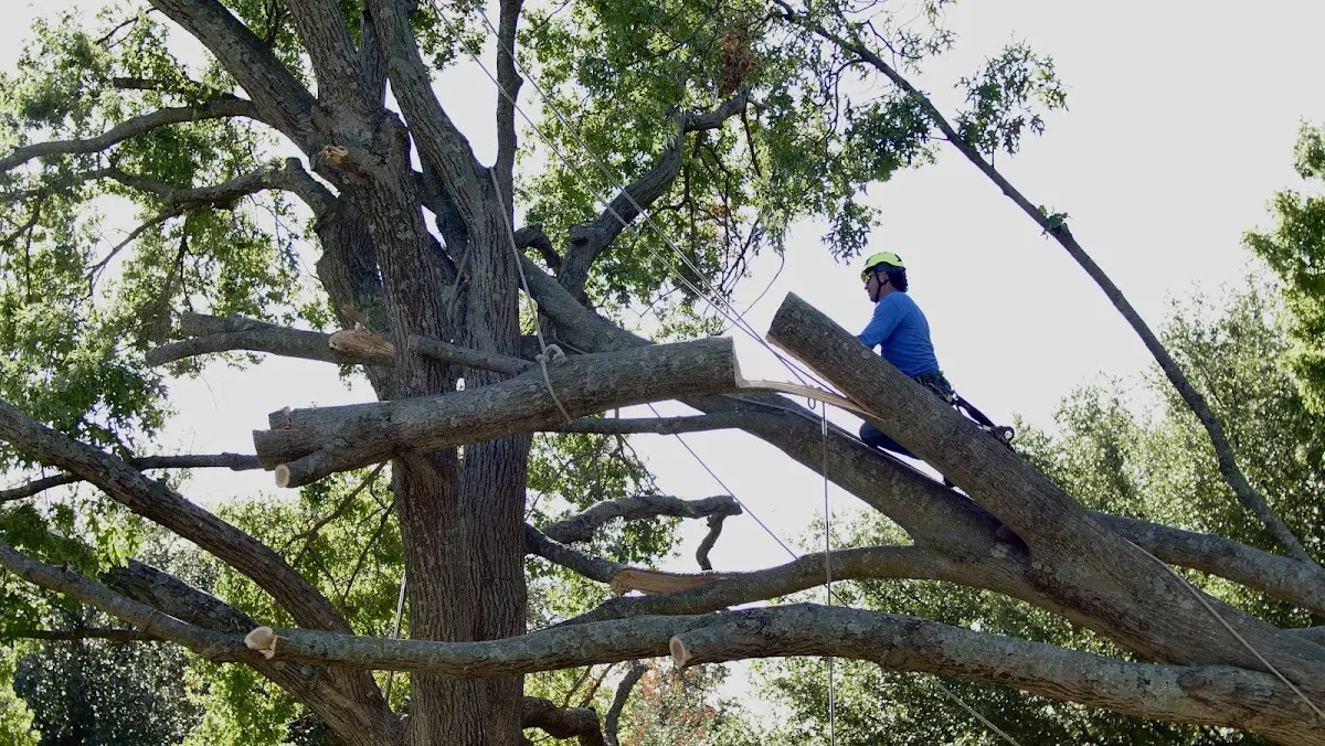 Professional Crown Thinning performed by certified arborists in Morehouse